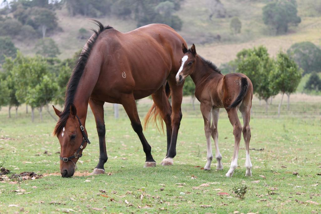 Cbr Equine Cottage Amamoor Εξωτερικό φωτογραφία