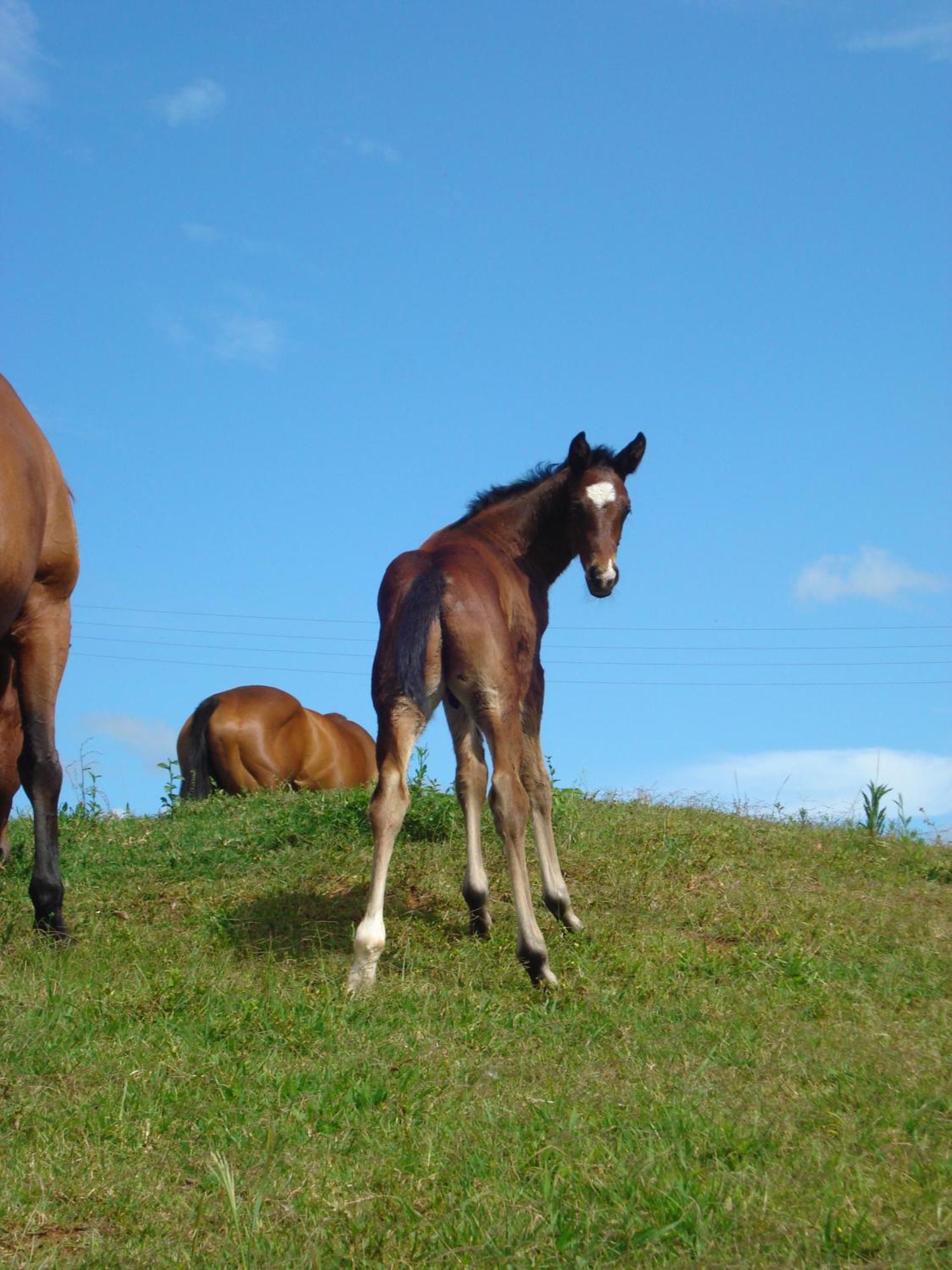 Cbr Equine Cottage Amamoor Εξωτερικό φωτογραφία